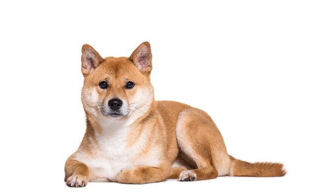 흰색 배경에 대해 전면에 누워 Shiba Inu