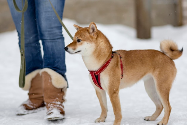 Shiba inu op straat in winterspelen