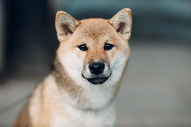 Shiba inu pet japanese national dog oudoors