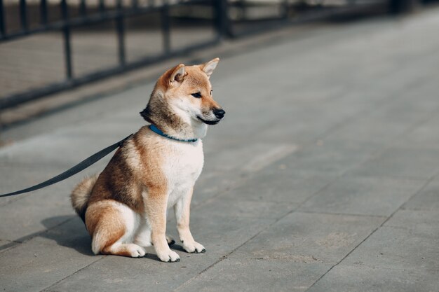 Shiba inu pet japanese national dog oudoors