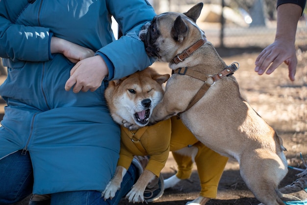 Шиба-ину играет с Шипперке в собаке с палкой в осеннем парке