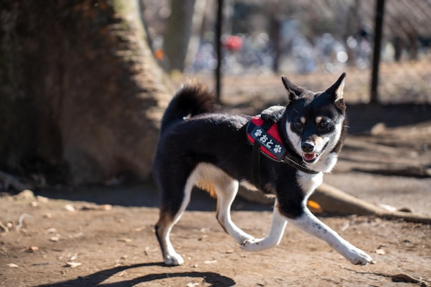 Shiba Inu playing with Schipperke in the dog with stick in the autumn park