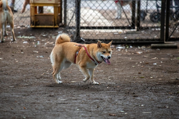 Shiba inu portret buiten in de zomer staande in park staan in het bos