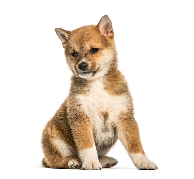 Shiba Inu pup 8 weken oud zittend tegen witte achtergrond