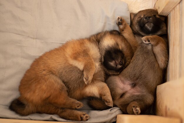 Shiba inu puppies cute sleeping Japanese shiba inu dog