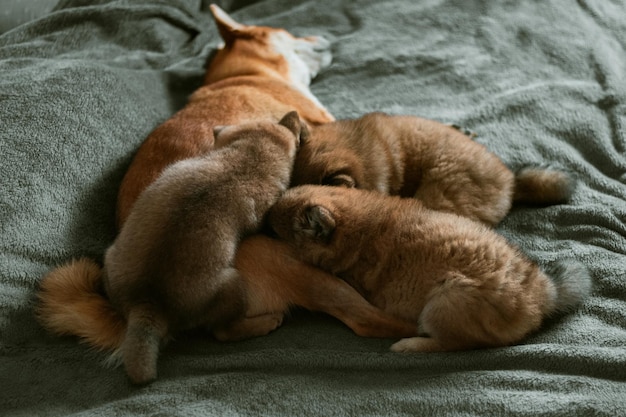 Shiba Inu puppies eat mom's milk Breastfeeding puppies