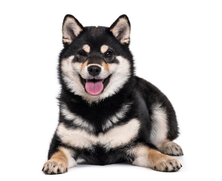 Photo 柴犬の子犬、4.5ヶ月、白い背景に横たわっている