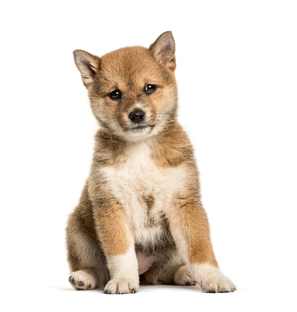 Shiba Inu puppy 8 weeks old sitting against white background