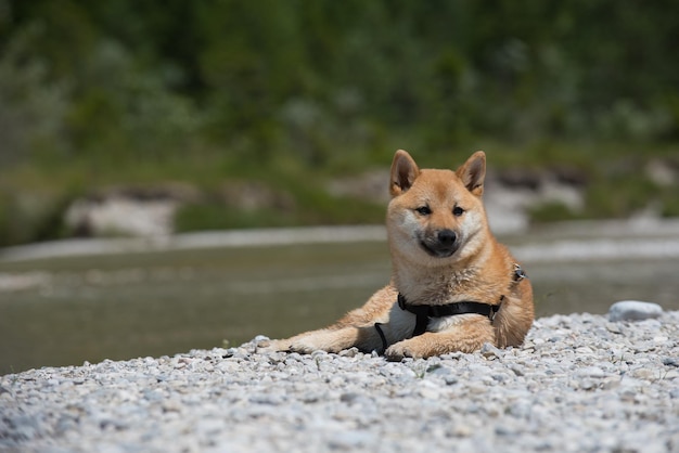 写真 シバ・イヌ 犬の肖像画