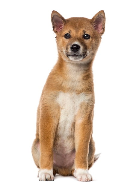 Shiba Inu puppy sitting isolated on white