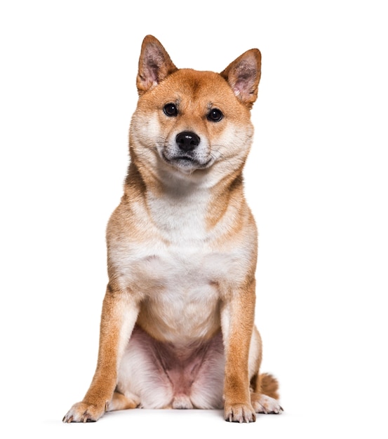 Premium Photo | Shiba inu sitting against white background