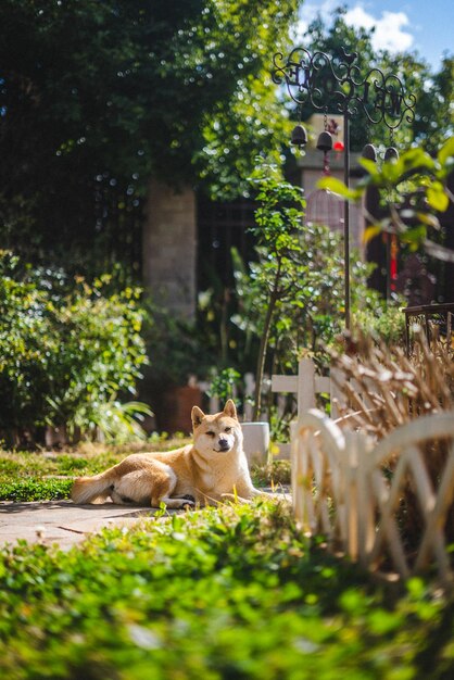 Foto shiba inu seduto a terra nel giardino