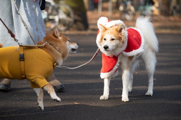 Shiba Inu speelt met Schipperke in de hond met stok in het herfstpark