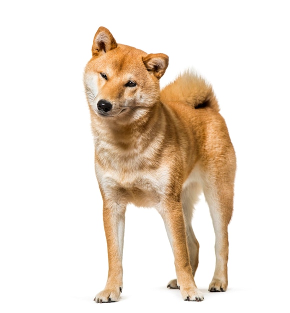 Shiba Inu staande tegen een witte achtergrond