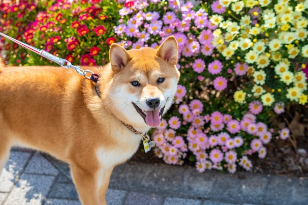 Shiba Inu staat tegen de bloemen Shiba Inu portret buiten in de zomer Gelukkige hond in een park