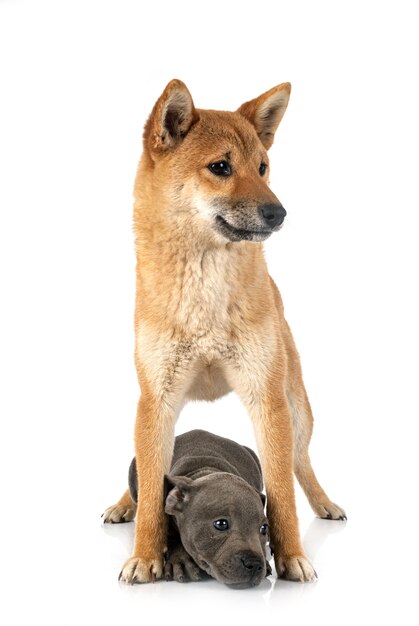 Shiba inu and staffie