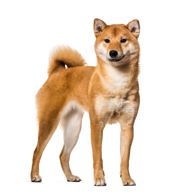 흰색 배경에 서 있는 Shiba Inu