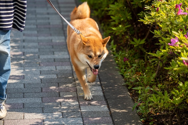 Shiba Inu stands against the flowers Shiba inu portrait outdoor at summer Happy dog in a park