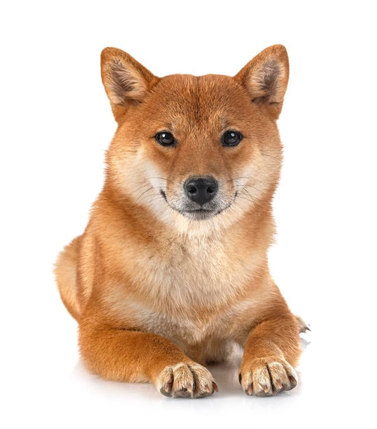 Shiba inu in studio