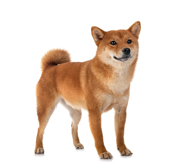 Shiba inu in studio