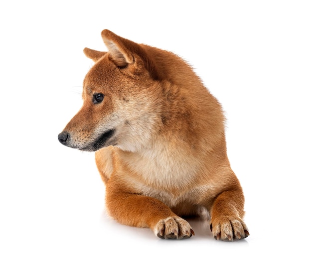 Shiba inu in studio