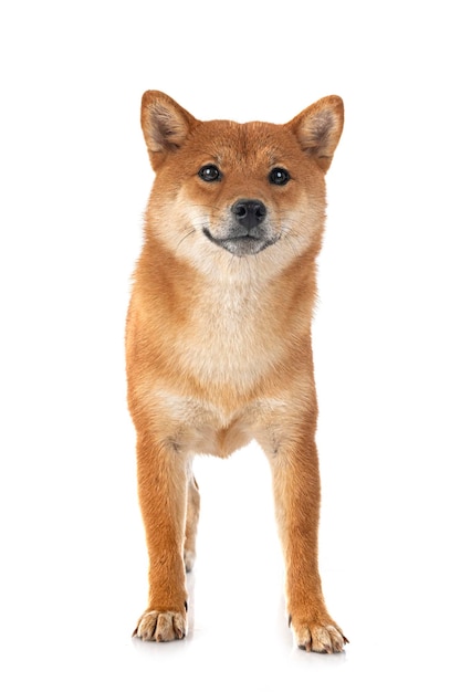 Shiba inu in studio