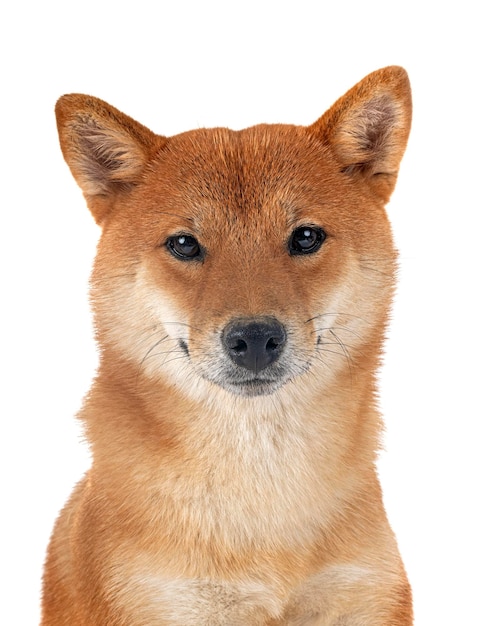 Shiba inu in studio