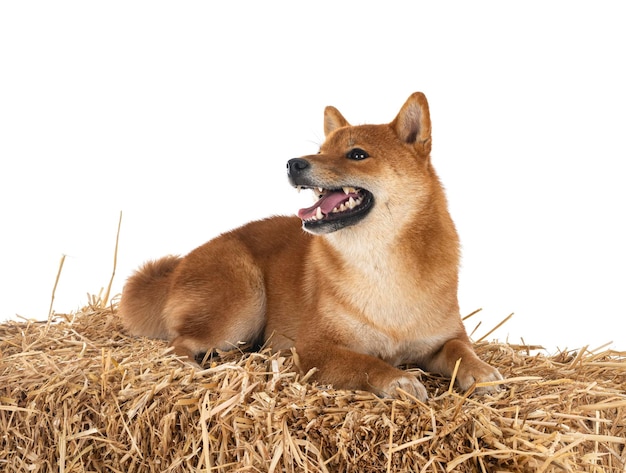 Shiba inu in studio