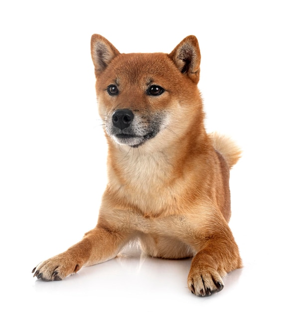 Shiba inu in studio