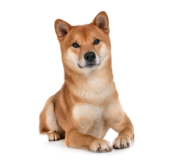 Shiba inu in studio