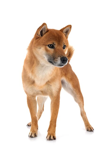 Shiba inu in studio