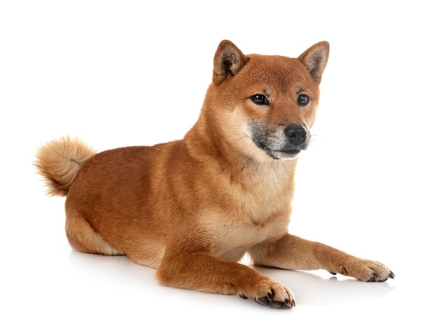 Shiba inu in studio