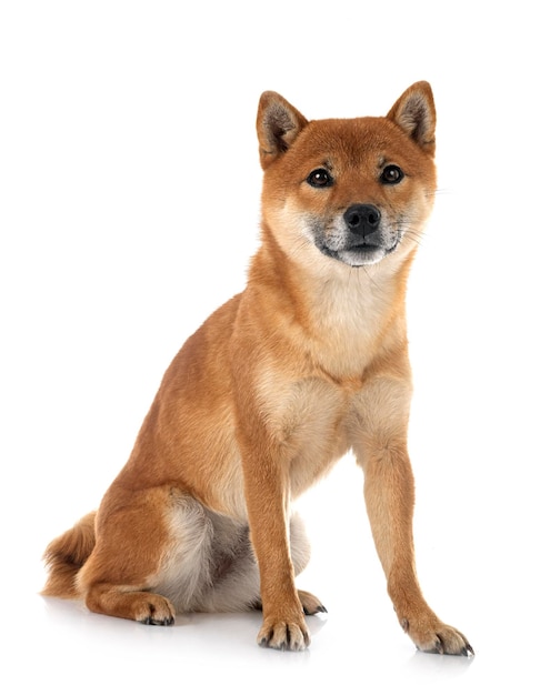 Shiba inu in studio