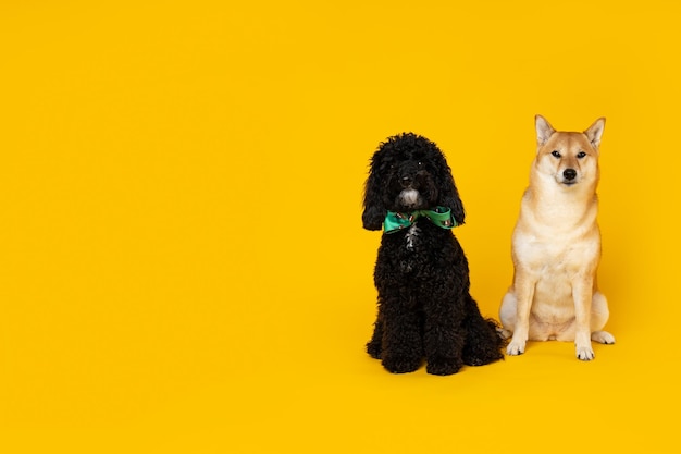 Shiba inu and toy poodle dogs on yellow background