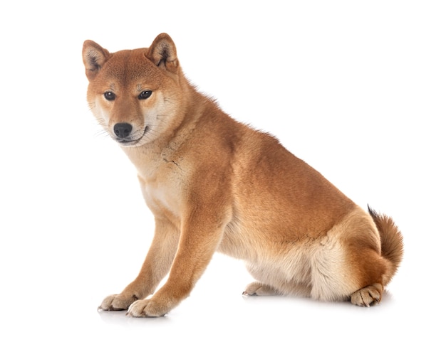 Shiba inu voor witte achtergrond