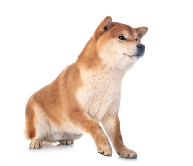 Shiba inu voor witte achtergrond