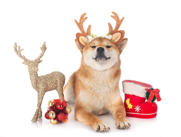 Shiba inu voor witte ruimte