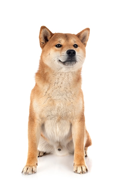 Shiba inu vooraan