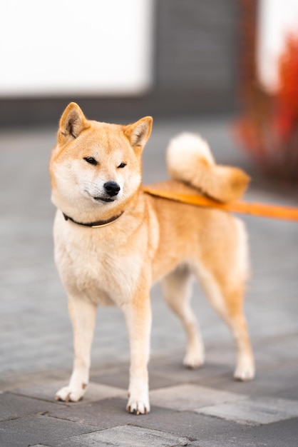 路上でひもにつないで歩く柴犬