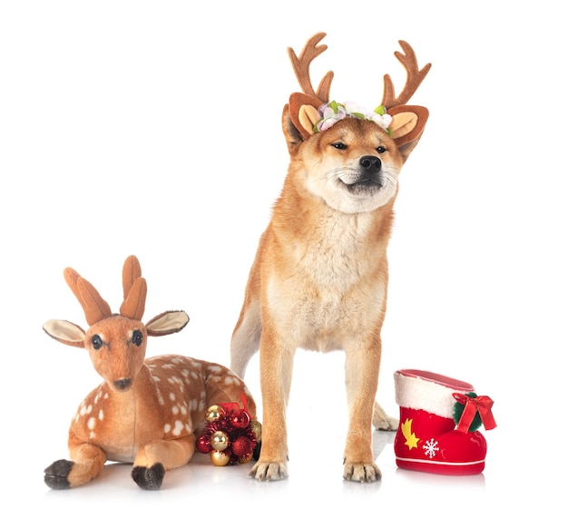 Shiba inu with toys