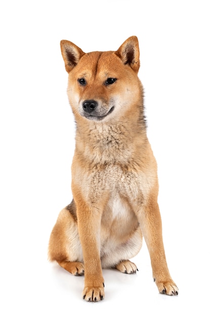 Shiba Inu