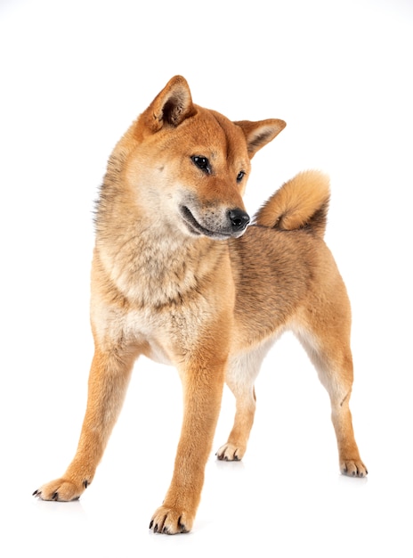 Shiba inu 