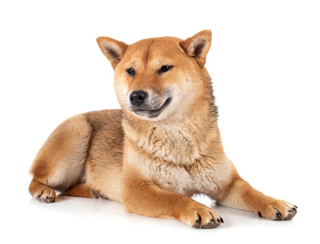 Shiba inu