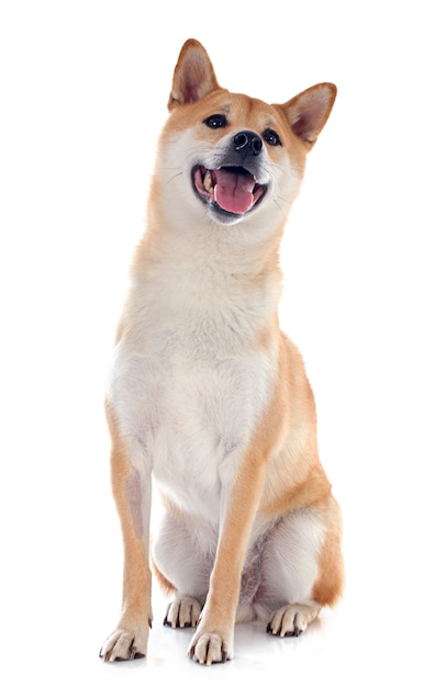 Shiba Inu