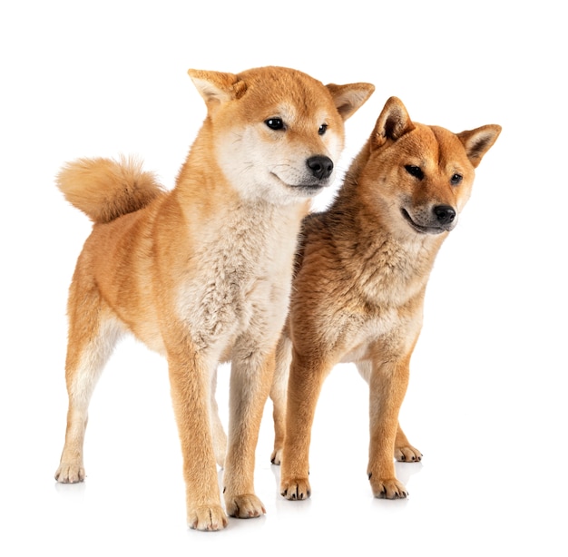 Shiba inus 