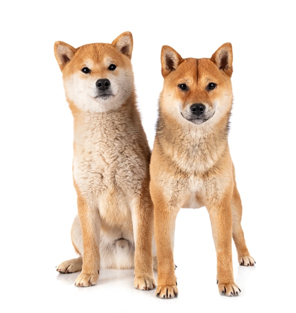 Shiba inus