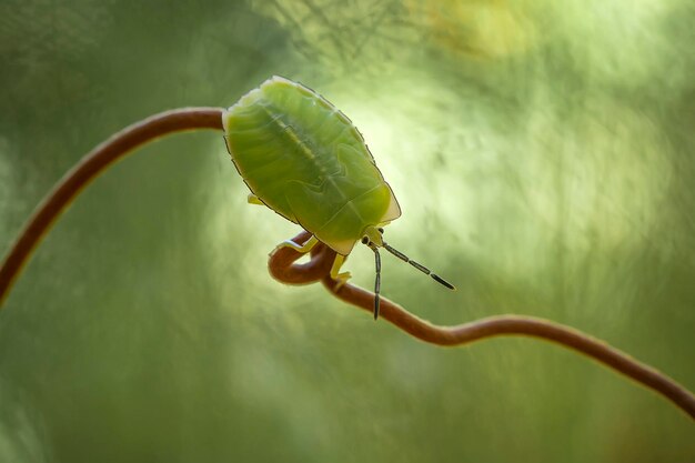 Foto insetto di scudo su un ramoscello unico