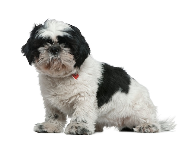 Shih Tzu, 1 jaar oud. Geïsoleerd hondportret