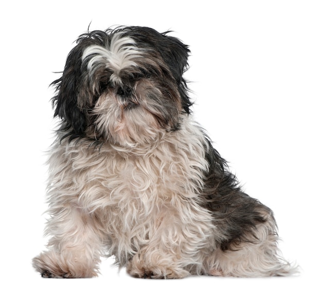 Shih Tzu, 3 years old. Dog portrait isolated