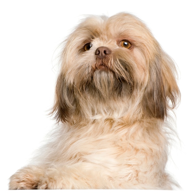 Shih tzu (3 years old)